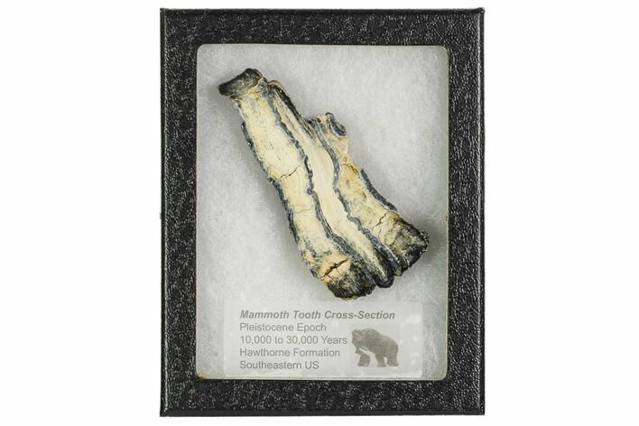 Mammoth Molar Slice With Case - South Carolina #106541